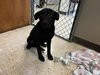adoptable Dog in  named ARROW