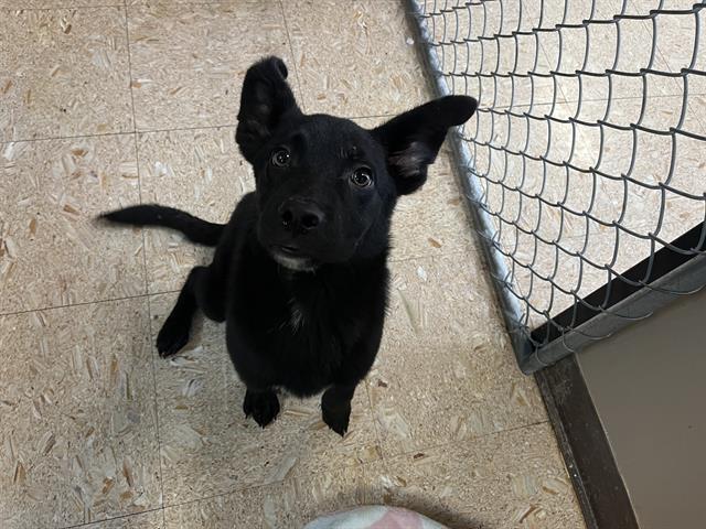 adoptable Dog in Tulsa, OK named GARDNER