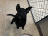 adoptable Dog in  named GARDNER