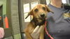 adoptable Dog in  named BUTTERCUP