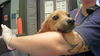 adoptable Dog in  named BUBBLES
