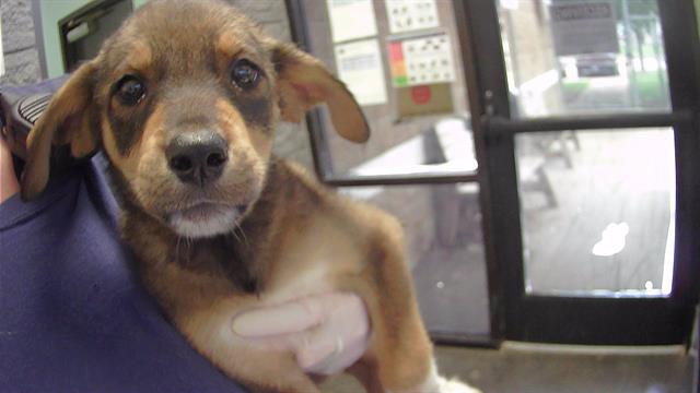 adoptable Dog in Tulsa, OK named DENA