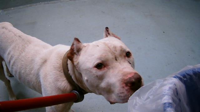 adoptable Dog in Tulsa, OK named PAPA JOHNS