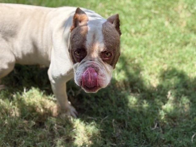 adoptable Dog in Tulsa, OK named RUSS