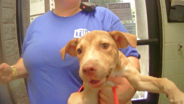 adoptable Dog in Tulsa, OK named MEXICO
