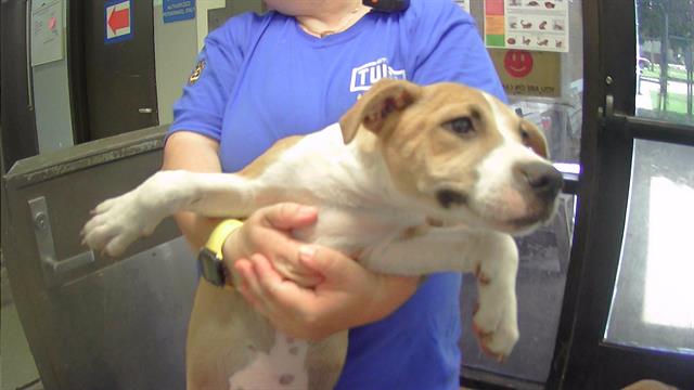 adoptable Dog in Tulsa, OK named GHANA