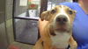 adoptable Dog in  named UGANDA