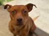 adoptable Dog in  named MARIN