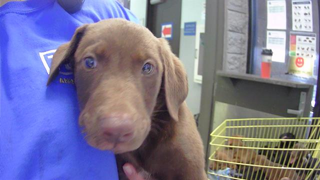 adoptable Dog in Tulsa, OK named DA VINCI