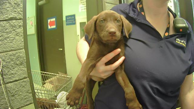 adoptable Dog in Tulsa, OK named VAN GOGH