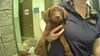 adoptable Dog in  named VAN GOGH