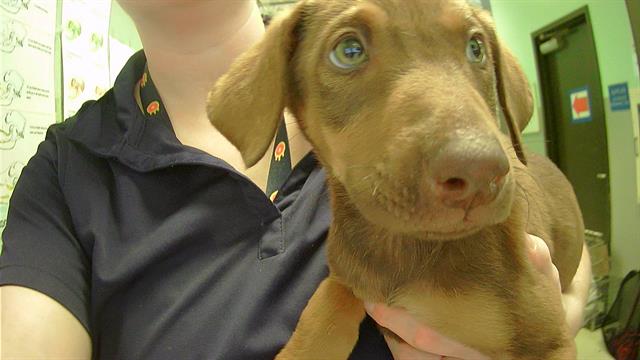 adoptable Dog in Tulsa, OK named GEORGIA