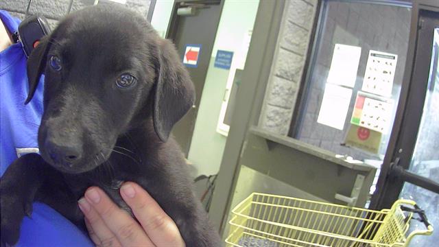 adoptable Dog in Tulsa, OK named KUSAMA