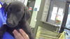 adoptable Dog in  named KUSAMA