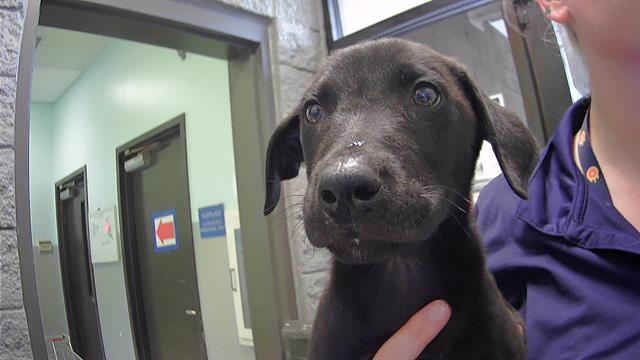 adoptable Dog in Tulsa, OK named REMBRANDT
