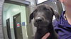 adoptable Dog in  named REMBRANDT