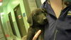 adoptable Dog in  named PICASSO