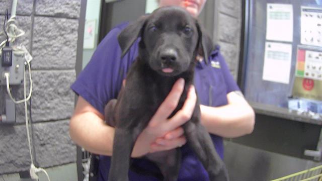 adoptable Dog in Tulsa, OK named MONET
