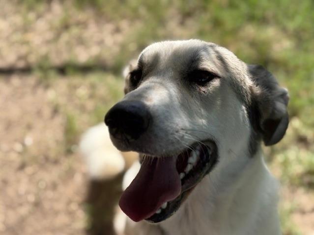 adoptable Dog in Tulsa, OK named MOOSE