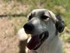 adoptable Dog in  named MOOSE