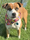 adoptable Dog in  named SHEBA