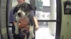 adoptable Dog in  named JERSEY