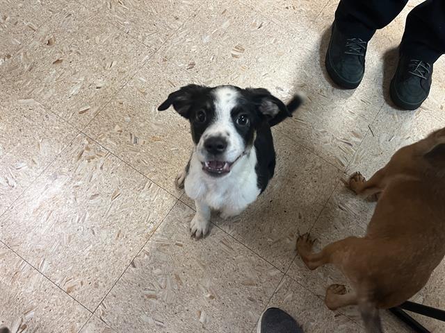adoptable Dog in Tulsa, OK named MASSY