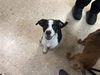 adoptable Dog in  named MASSY