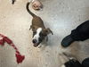 adoptable Dog in  named MARLEY