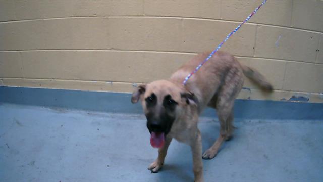 adoptable Dog in Tulsa, OK named TOBY