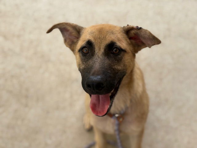 adoptable Dog in Tulsa, OK named TOBY