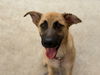 adoptable Dog in  named TOBY