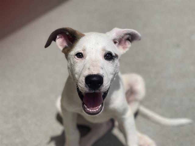 adoptable Dog in Tulsa, OK named DALE