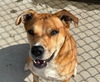 adoptable Dog in  named LUNA