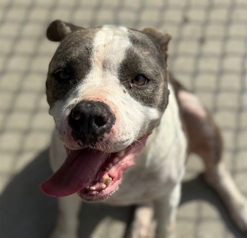 adoptable Dog in Tulsa, OK named MIRA