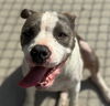 adoptable Dog in  named MIRA