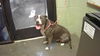 adoptable Dog in  named LITTLE GIRL