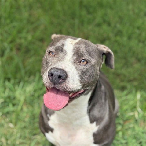 adoptable Dog in Tulsa, OK named LITTLE GIRL