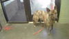 adoptable Dog in  named KELP