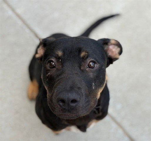 adoptable Dog in Tulsa, OK named MERLIN
