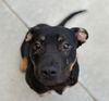 adoptable Dog in  named MERLIN