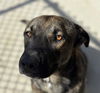 adoptable Dog in  named CUPID