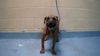 adoptable Dog in  named GUS GUS