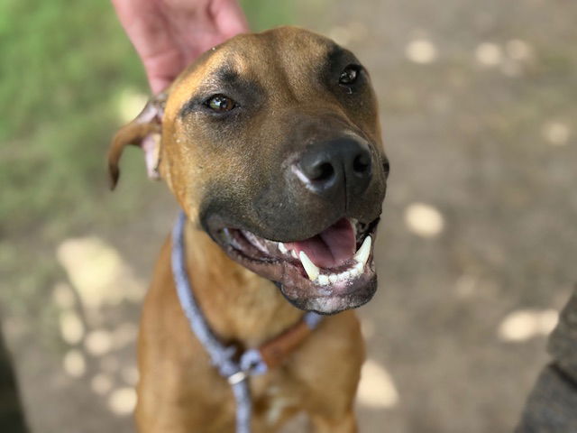 adoptable Dog in Tulsa, OK named GUS GUS