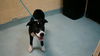 adoptable Dog in  named POLO