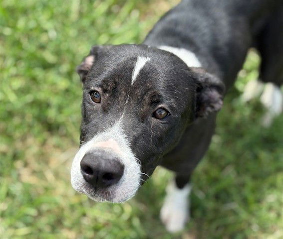 adoptable Dog in Tulsa, OK named POLO