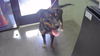 adoptable Dog in  named COURAGE