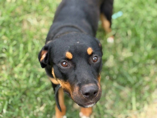 adoptable Dog in Tulsa, OK named COURAGE