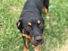adoptable Dog in  named COURAGE