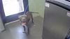 adoptable Dog in  named BOBBY